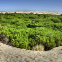 Dunas del Parque Nacional del Doñana - FLAMENCO ONLINE