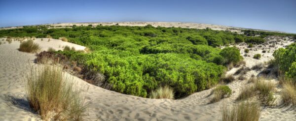 Dunas del Parque Nacional del Doñana - FLAMENCO ONLINE