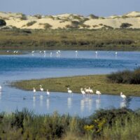 Parque Nacional del Doñana 2 - FLAMENCO ONLINE