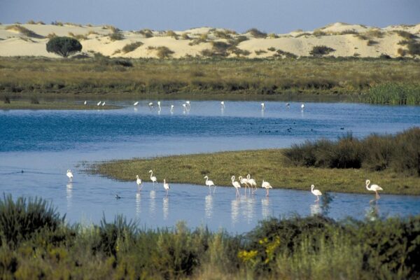 Parque Nacional del Doñana 2 - FLAMENCO ONLINE