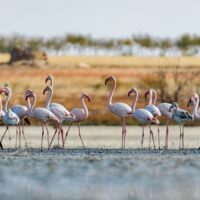 Parque Nacional del Doñana - FLAMENCO ONLINE