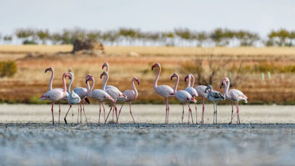 Parque Nacional del Doñana - FLAMENCO ONLINE