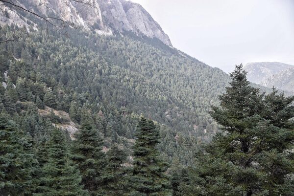 Ruta Pueblos Blancos. EL PINSAPAR DE GRAZALEMA - FLAMENCO ONLINE